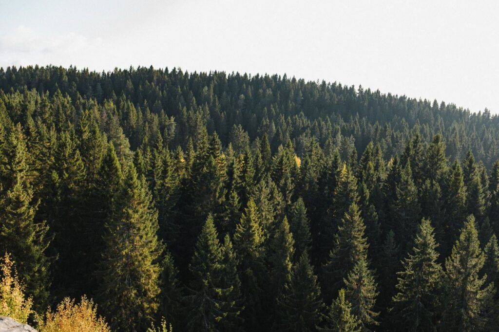 Scenic view of dense evergreen forest in Karelia, Russia, under clear skies.
